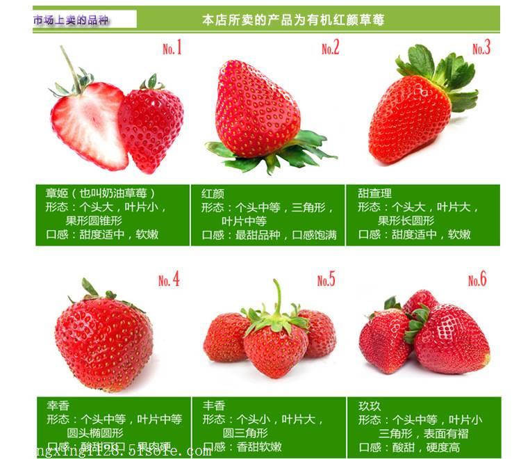 脱毒草莓苗报价脱毒草莓苗批发