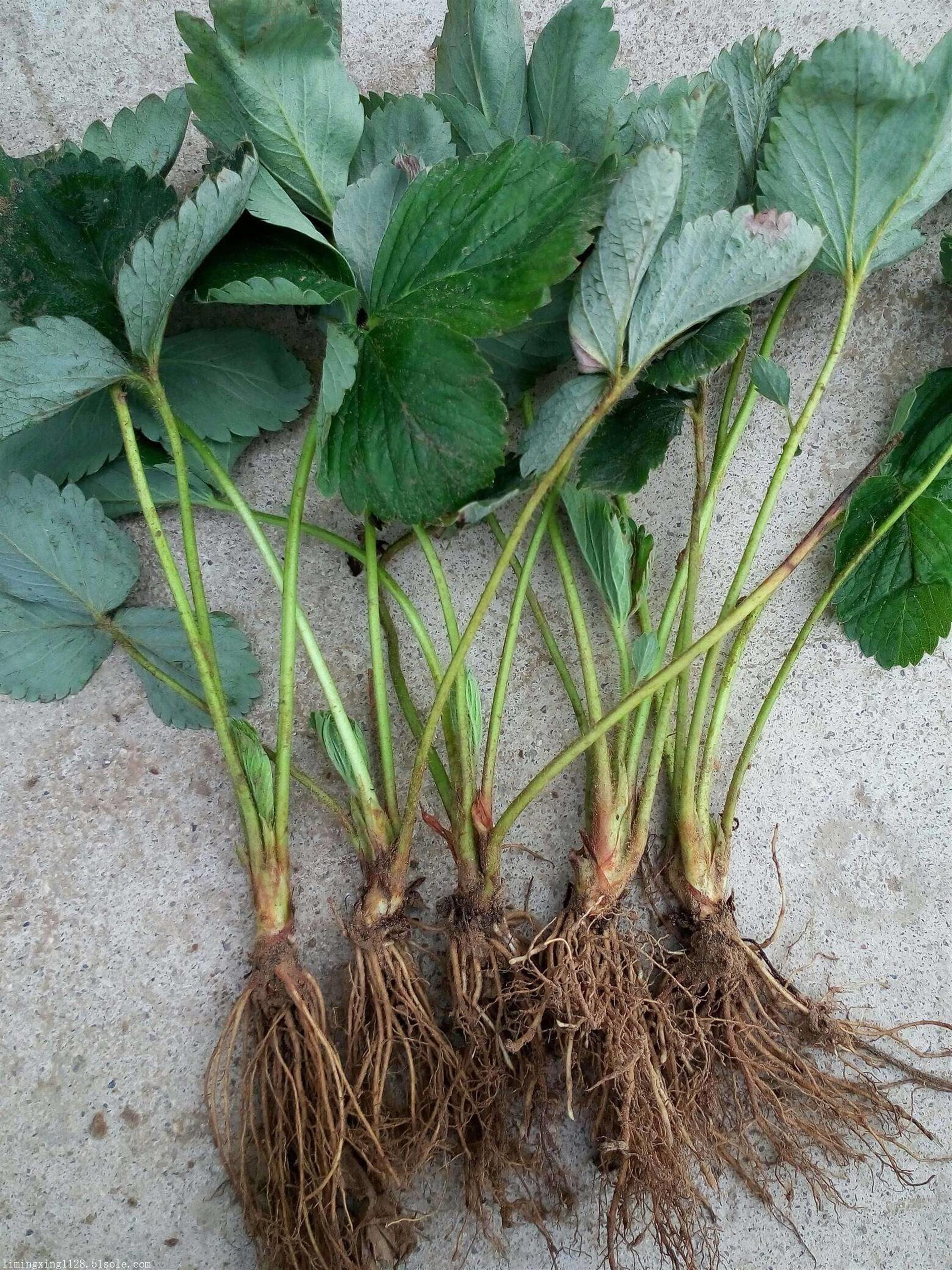 日本99草莓苗哪里有卖日本99草莓苗咨询