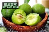 青脆李子树苗,青脆李苗,青脆李子苗价格行情