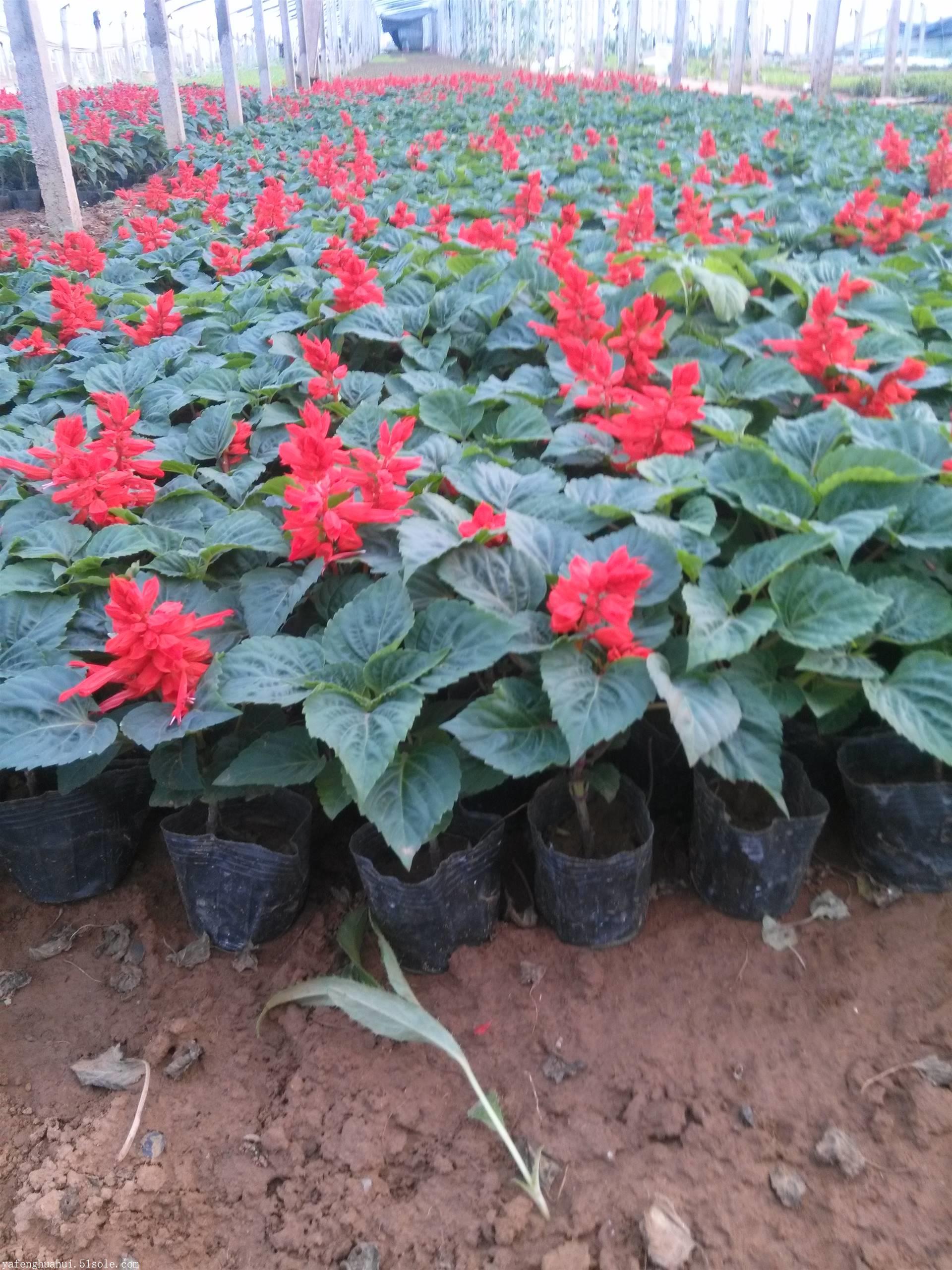 宿根花卉-草花类_青州市垭枫花卉苗木有限公司