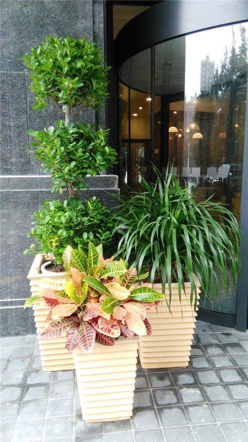 西安花卉租摆,免费上门设计,养护