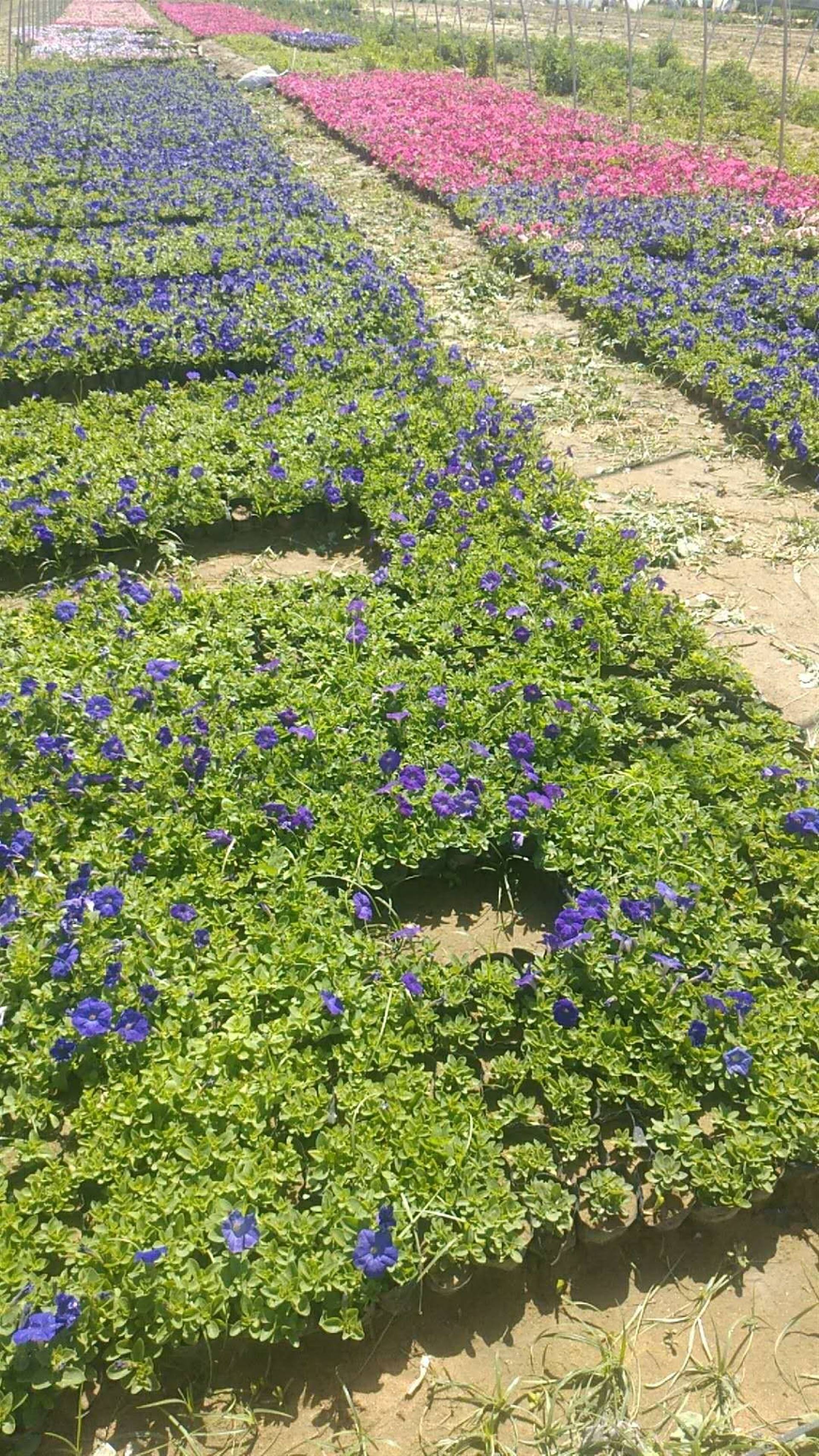 西安企業網 農業 花卉 草花 栽植矮牽牛的技巧