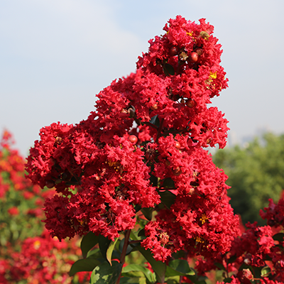 四川红火箭紫薇 红火箭紫薇报价 大红紫薇苗