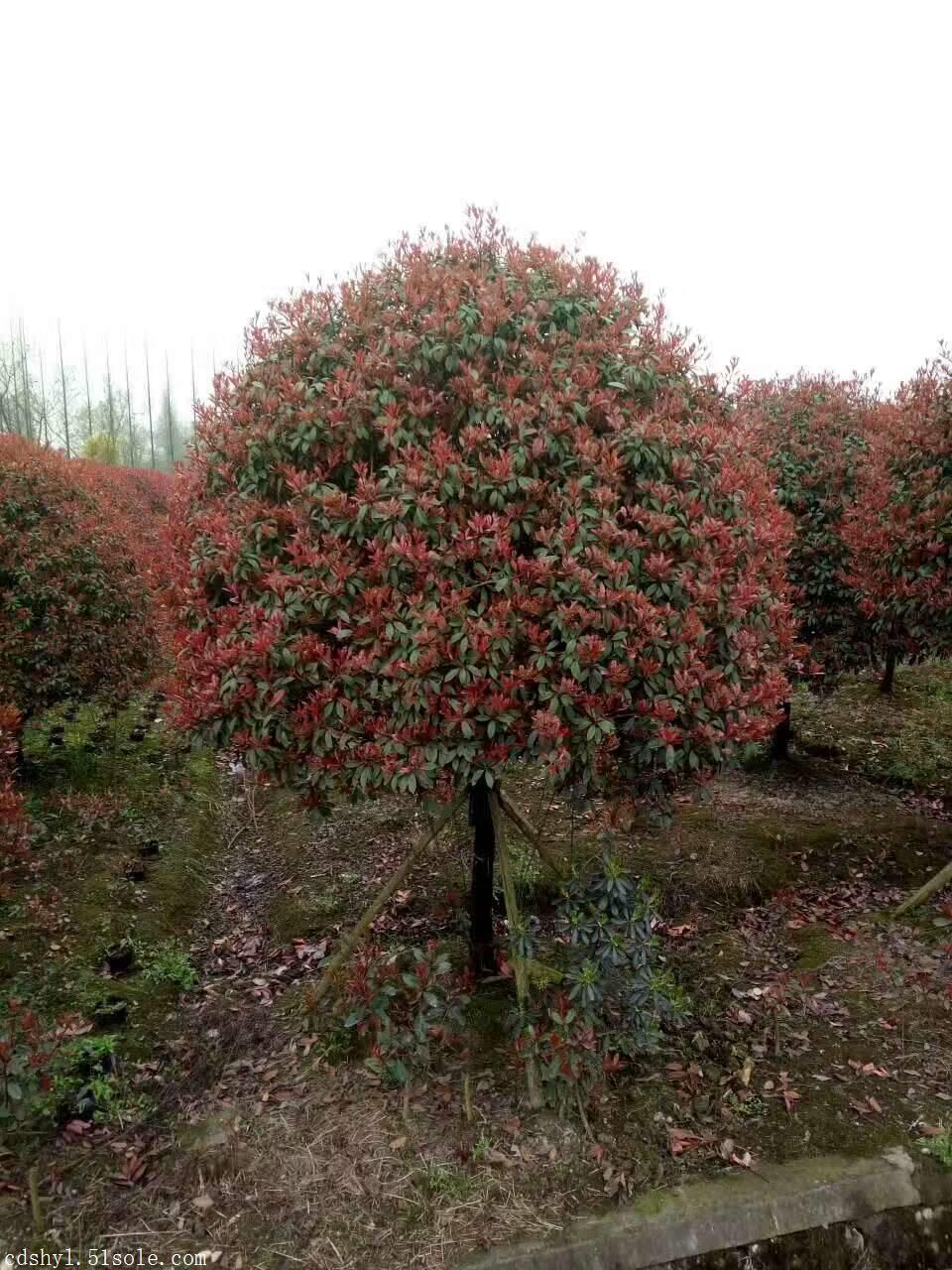 四川紅葉石楠成都紅葉石楠球價格