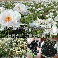 牡丹籽油种植视频