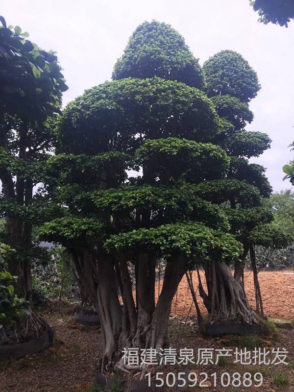 多头小叶榕桩头