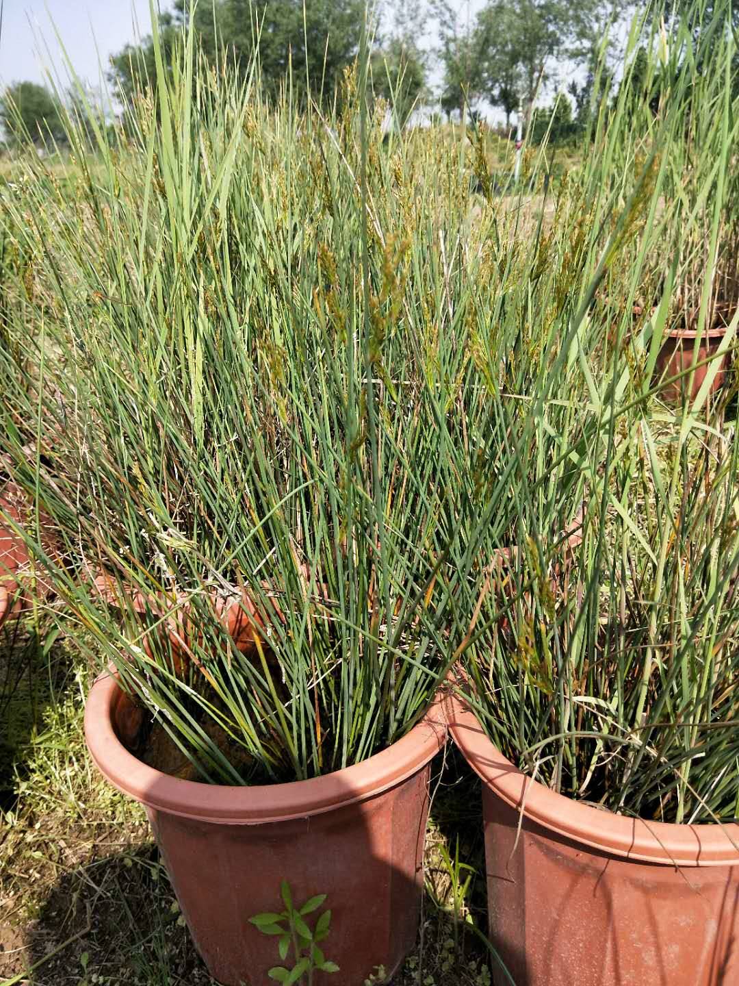 【灯芯草的功效与作用】价格,厂家,灯心草-搜了网