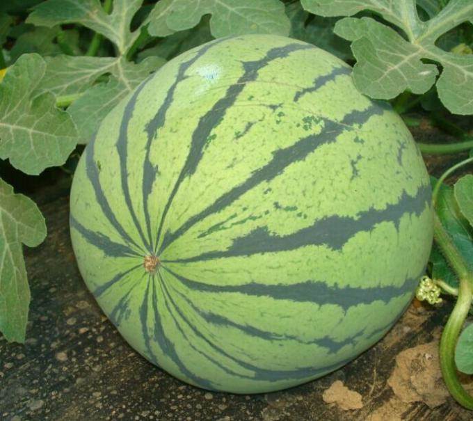 河南西瓜 龙卷风 8424 京欣