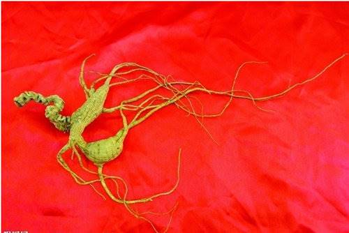 名贵吉林人参在哪里有上门收购