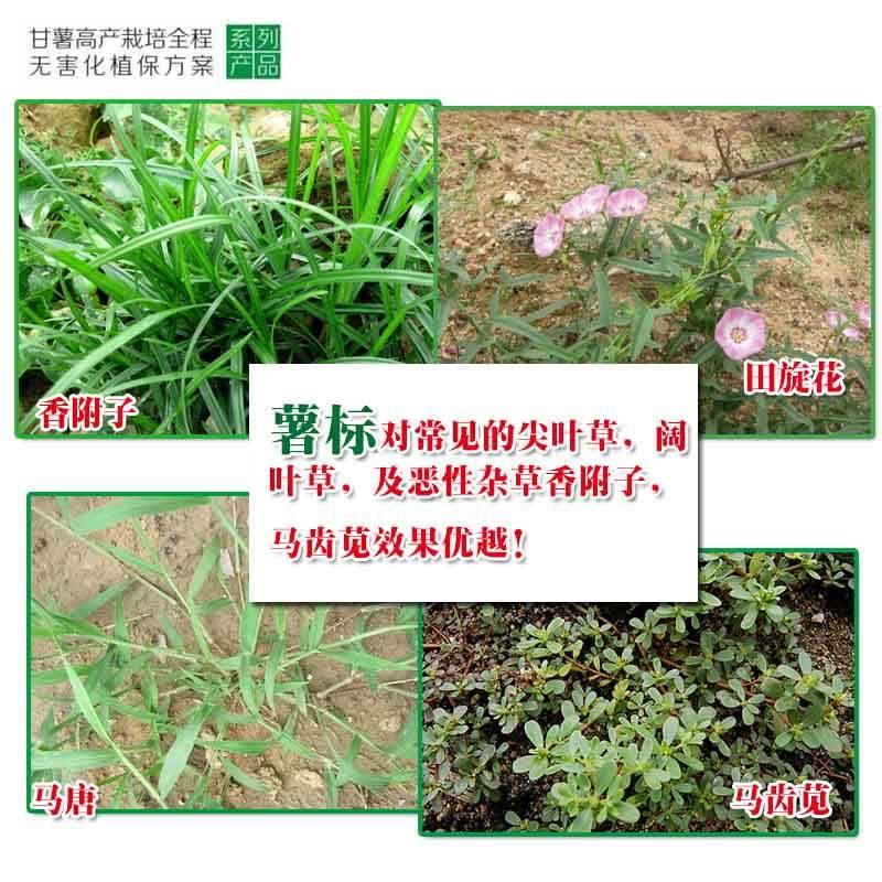 甘薯專用除草劑甘薯香附子防治薯標