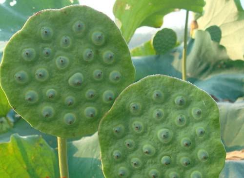 搜了网为您找到17条莲蓬工艺品的相关品牌信息