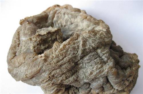 肉灵芝快速收购去那里