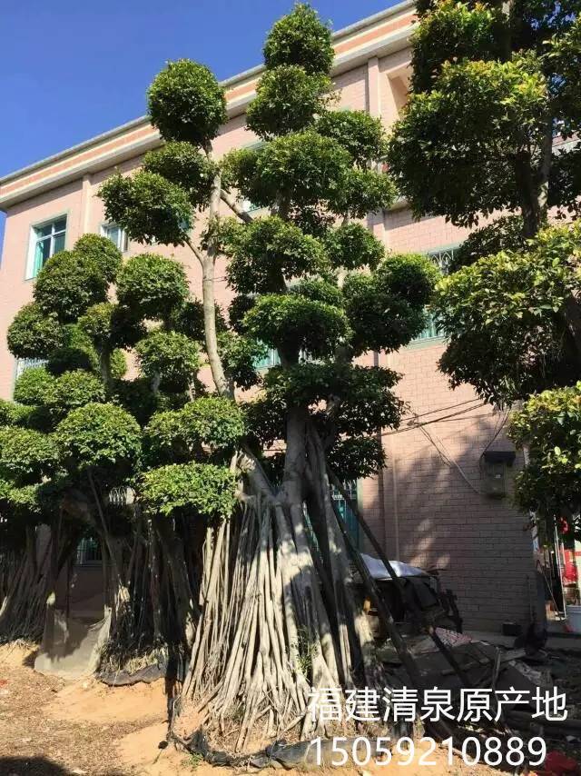 多头小叶榕桩头