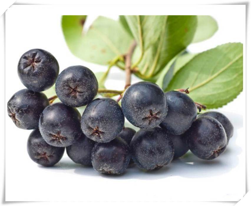 野樱莓粉厂家直销 野樱莓汁粉 浓缩汁 野樱莓速溶粉现货批发