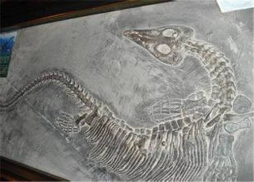 鱼龙化石现在可以卖多少钱