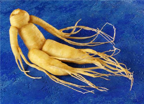 哪里可以找到人参买家