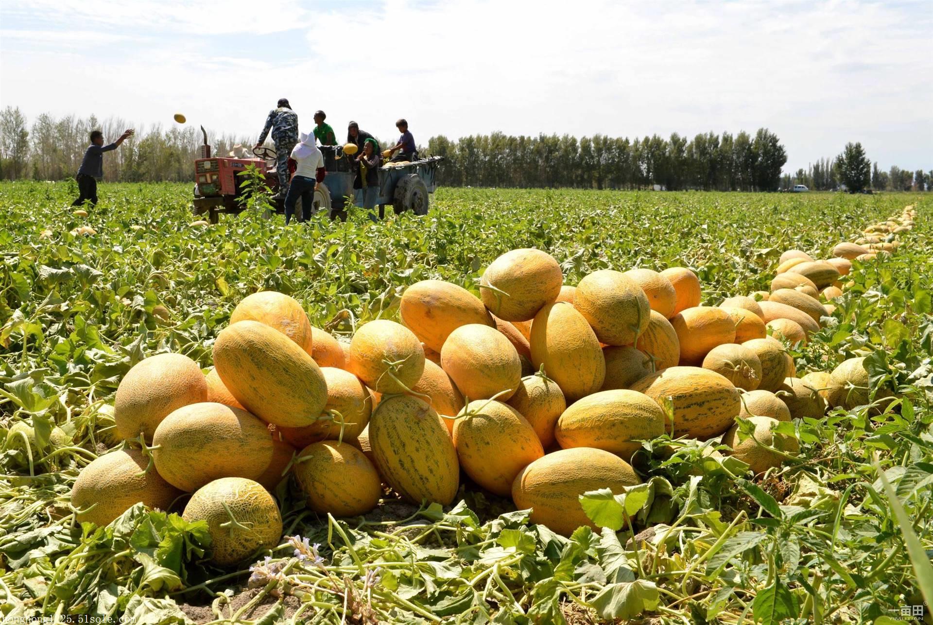 产品图片_上海宏鸿农副产品有限公司 - 搜了网