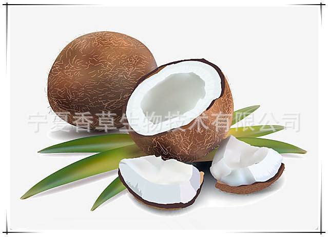 椰子内人图片