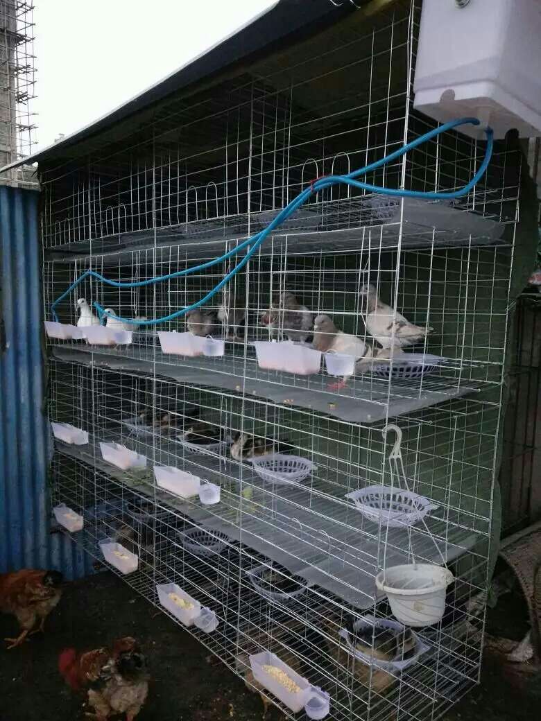 我厂专业生产三层鸽笼,四层鸽笼,鸽笼配件(砂杯,食盒,蛋窝,自动饮水器