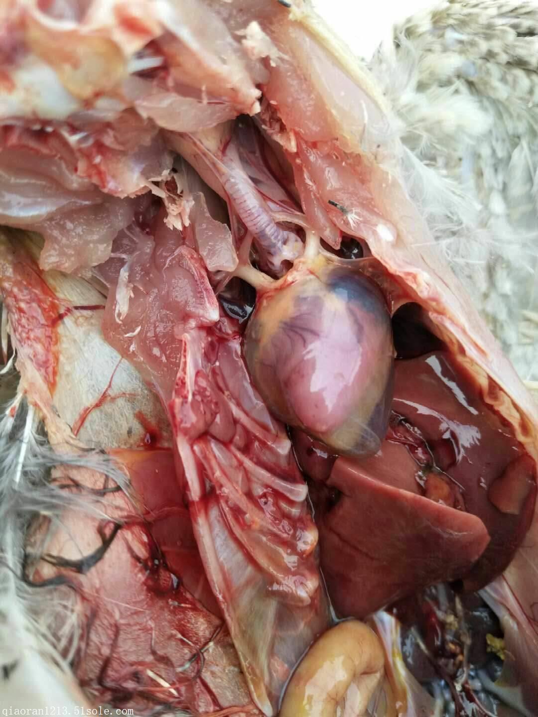 鸡得了心包积液怎么办快用安心康精致卵黄抗体3天控制