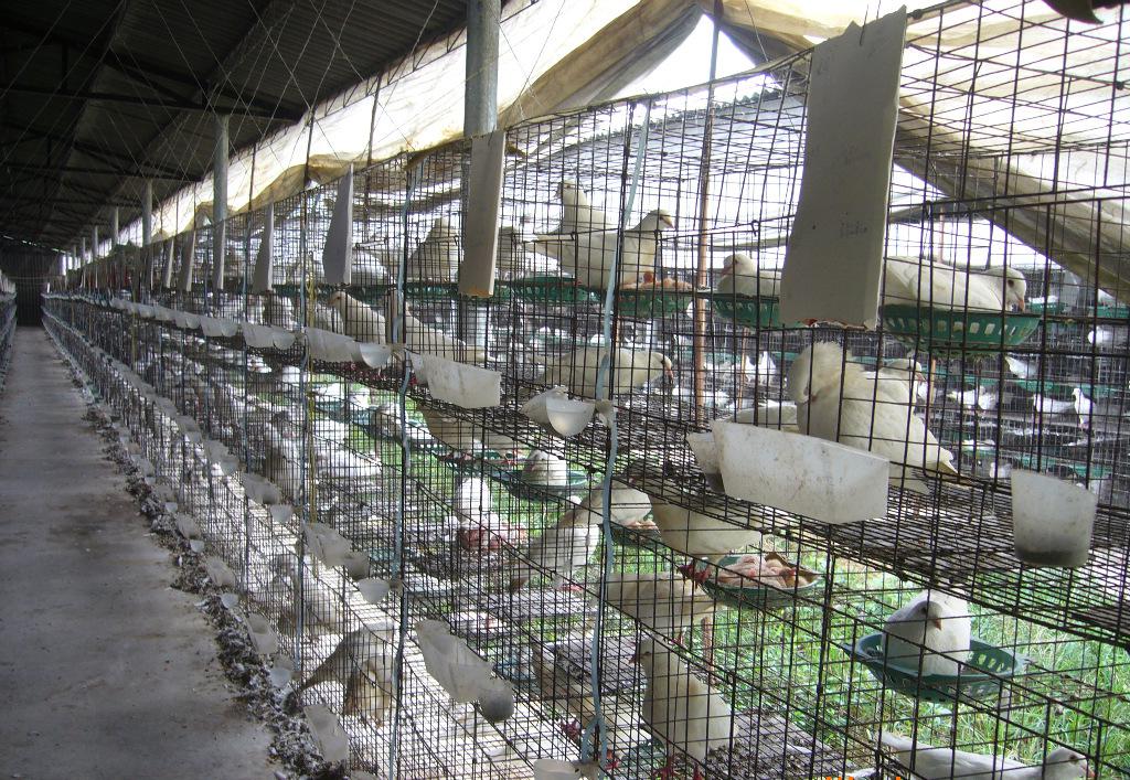 厂家直销优质6位阳台鸽笼 小型养殖