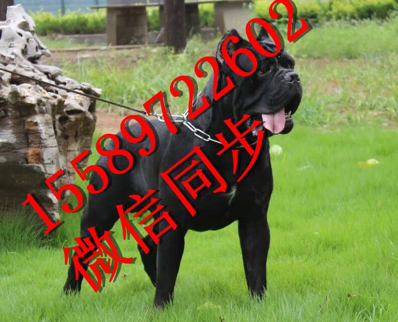 卡斯罗犬价格卡斯罗幼犬价格-正规卡斯罗犬养殖基地