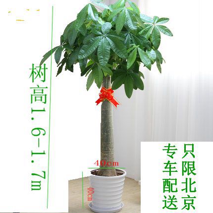 北京绿植销售