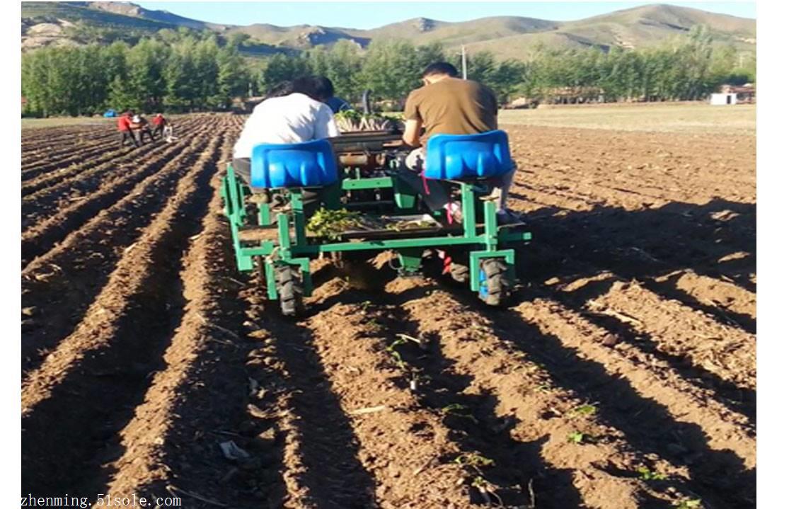 甜叶菊移栽机 万寿菊移栽机,中药材移栽机