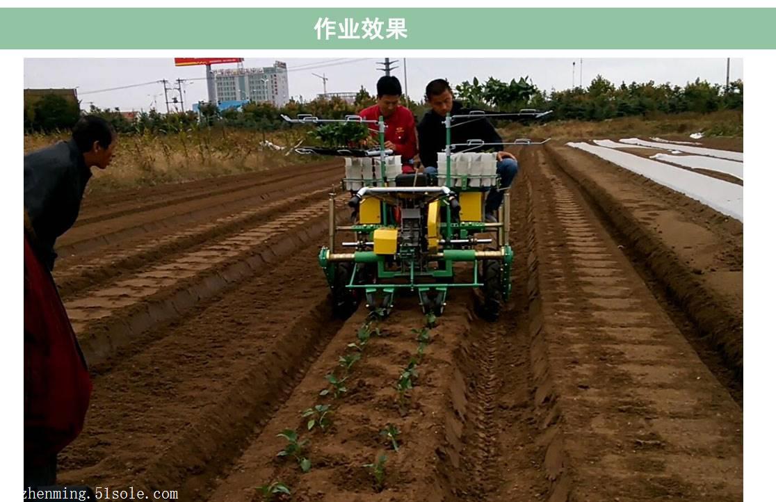 生菜移栽機生菜秧苗移栽機蔬菜種植機