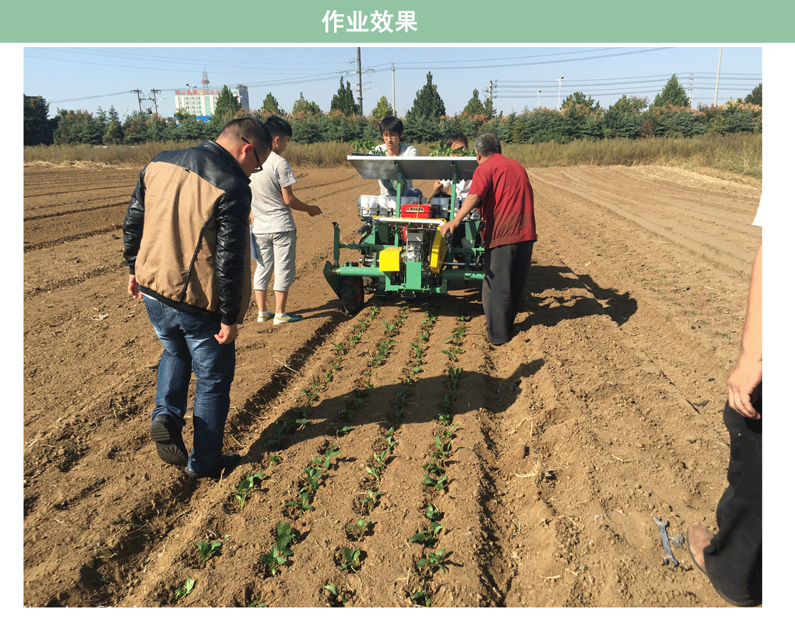 甘藍移栽機 甘藍秧苗移栽機 蔬菜秧苗移栽機