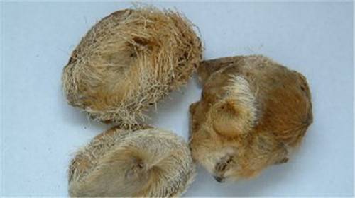 哪里有交易麝香的公司