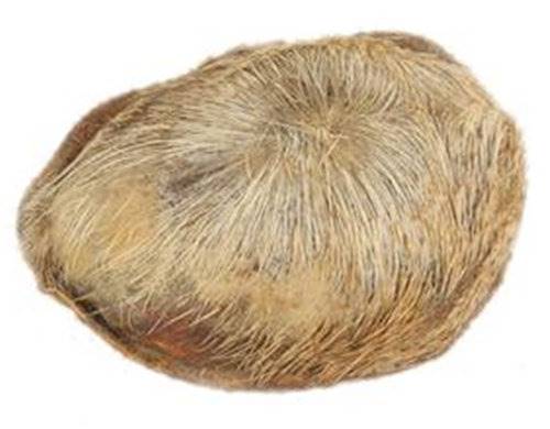 麝香现金收购价格现在新情况