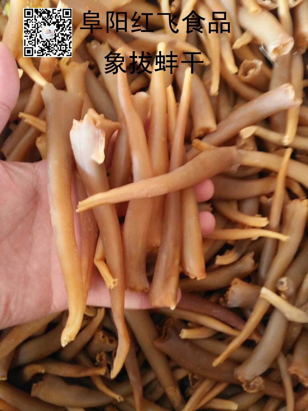 象拔蚌丝象鼻蚌丝海蚌丝海笋丝