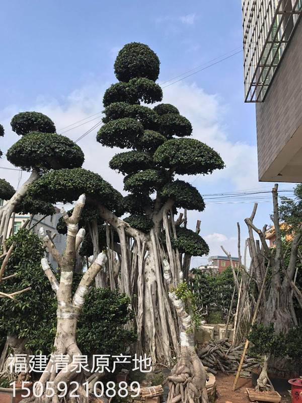 多头小叶榕桩头