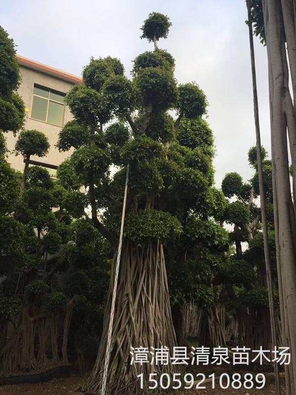 多头小叶榕桩头