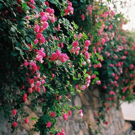 農業綠化苗木攀援植物 常春藤凌霄 腎蕨爬山虎 五葉地錦夏鵑