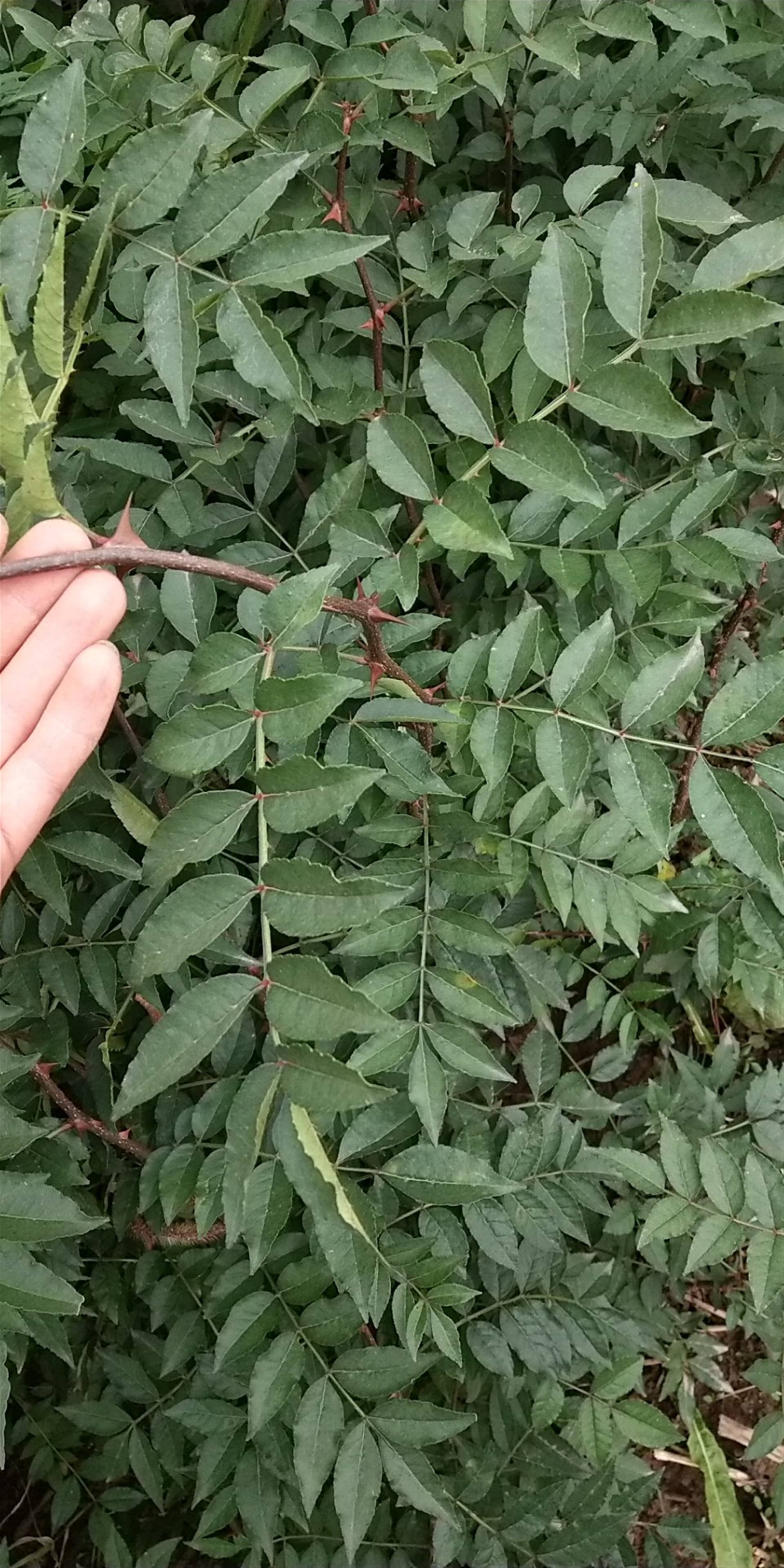 无刺花椒苗售价是多少韩城哪里有无刺花椒树苗 大红袍花椒苗基地