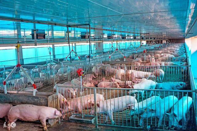 基于物联网的智能畜禽养殖控制系统,视频监控系统