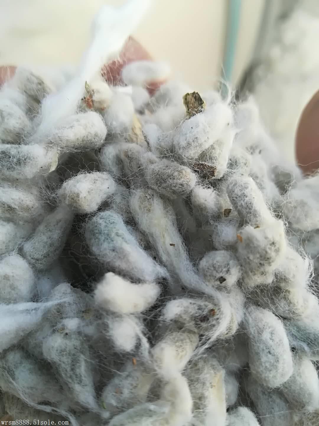 销售毛棉籽 奶牛用  联系人王