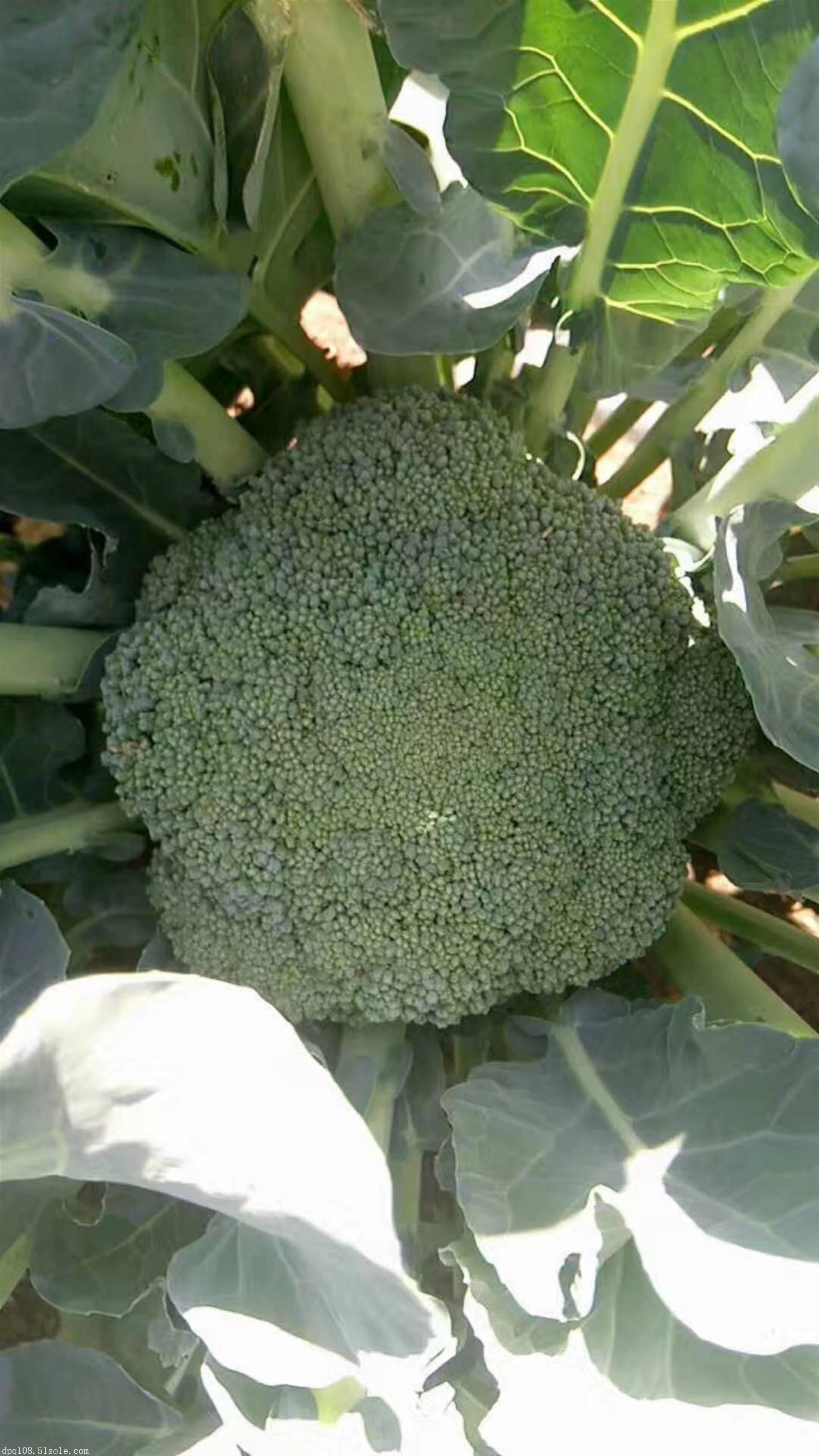 万亩西兰花大量供应