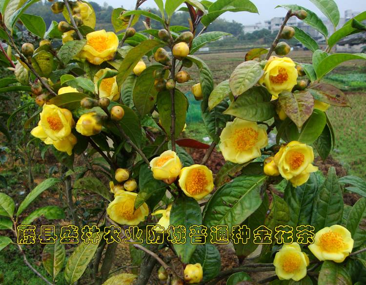珍稀防普防城四季毛瓣凹脉黄抱茎金花茶树苗盆栽零售特价包邮