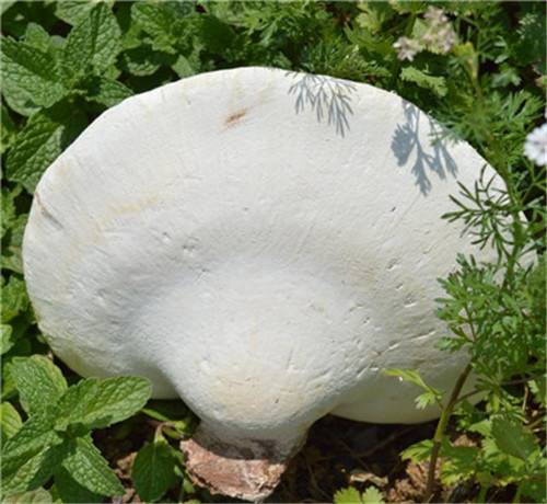 青灵芝之现金收购的全部记录