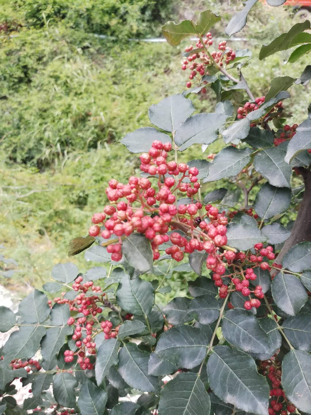 無刺紅花椒苗批發 新品種花椒苗 良種花椒苗 無刺大紅袍苗 無刺貢