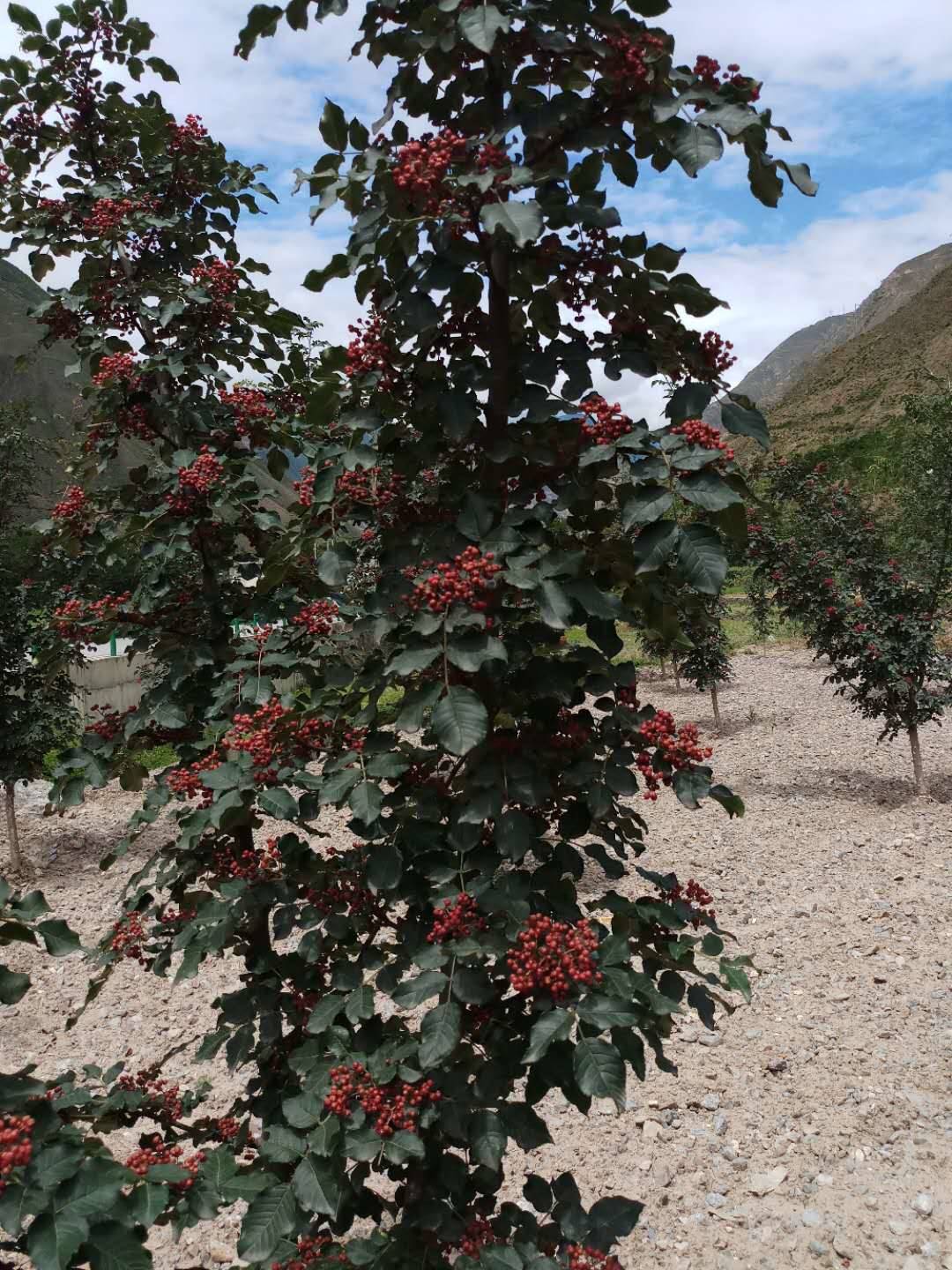 武都无刺花椒苗,武都无刺红花椒,武都无刺大红袍,武都狮子头花