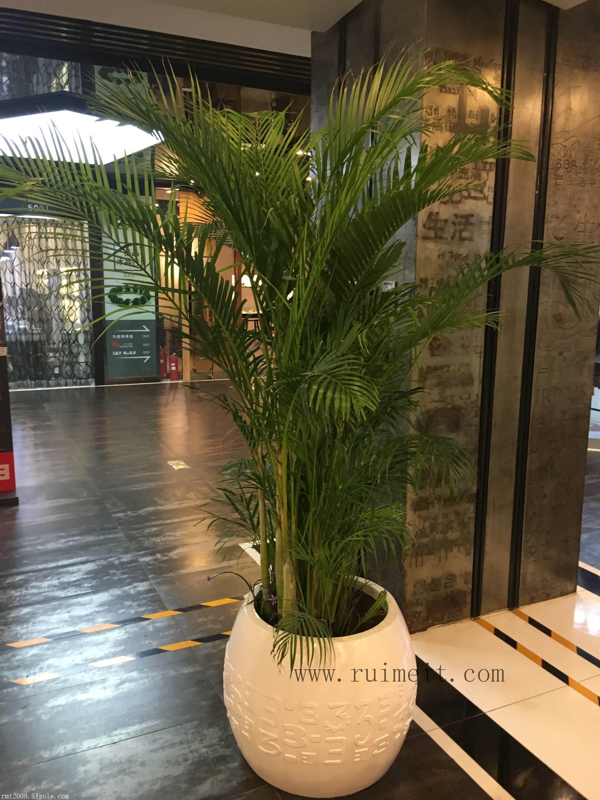 凤尾竹租摆,绿植租摆,北京绿植租摆