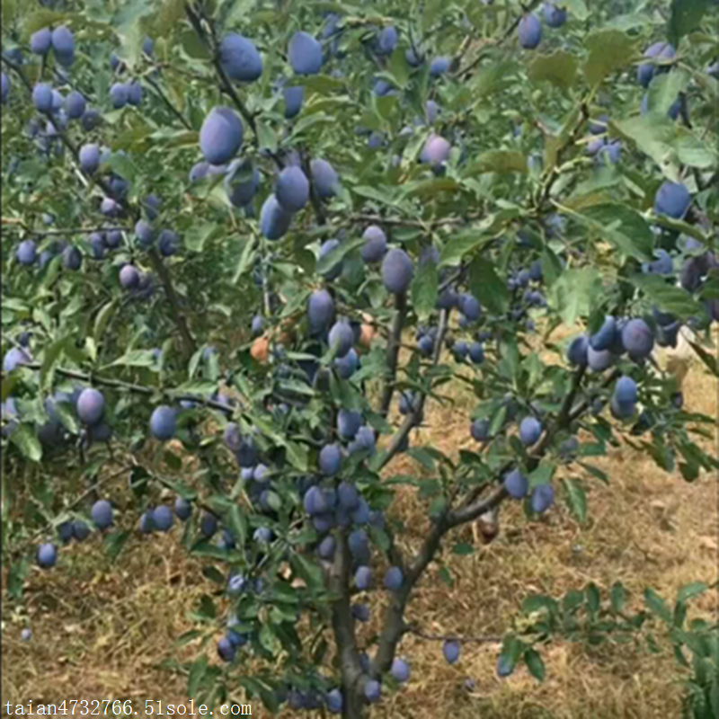 西梅苗想種植果樹苗哪種市場前景好西梅李樹苗新品種果樹苗