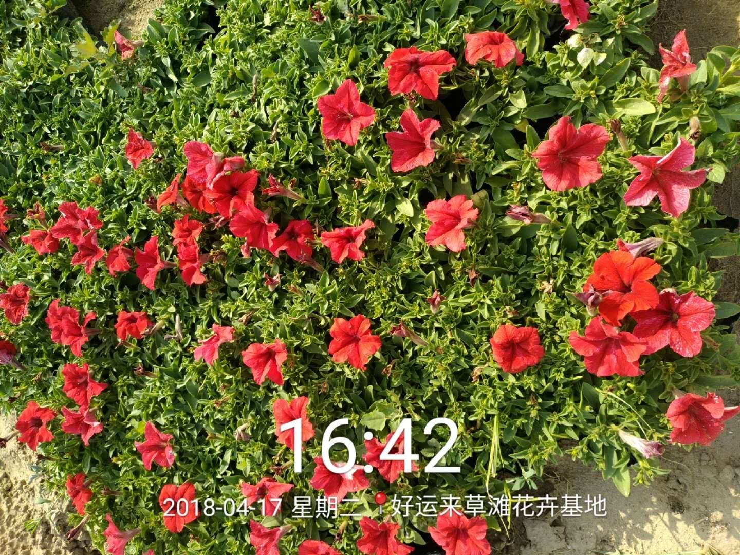 西安时令草花图片