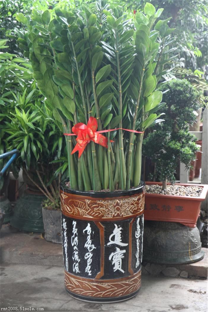 金錢樹,綠植租擺,北京綠植租擺