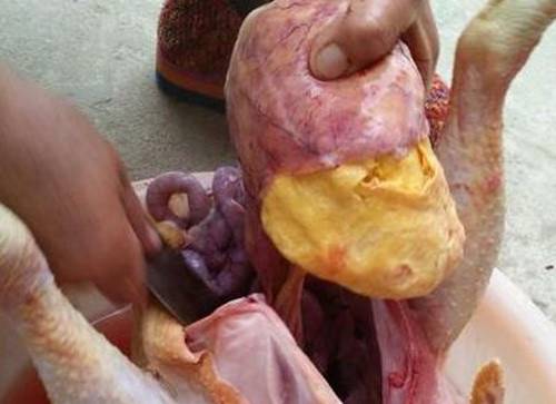 有鸭宝想卖哪里有人拍卖