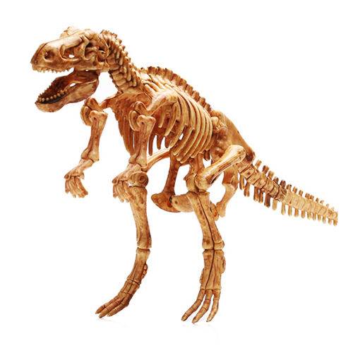 恐龙化石 简单图片